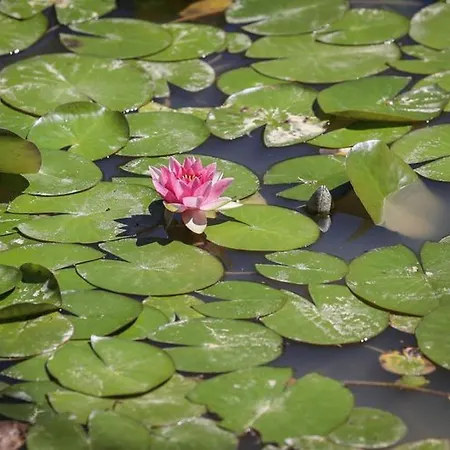 Mobil 6 Pers Avec Terrasse Aux Achards - Api-1-52-602 Kemping