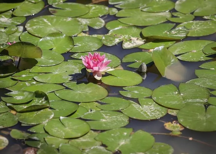 Mobil 6 Pers Avec Terrasse Aux Achards - Api-1-52-602 Кемпинг